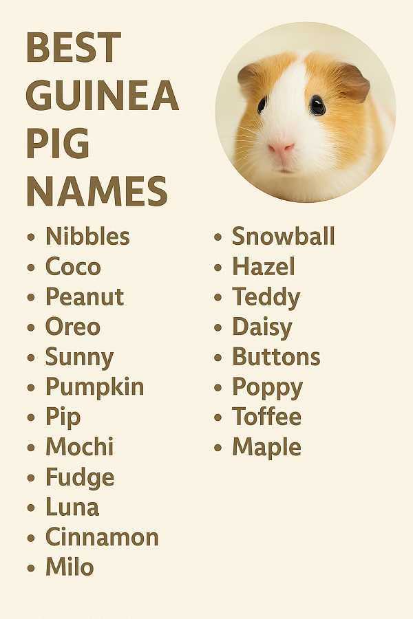 Best Guinea Pig Names