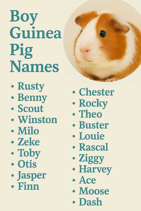 Boy Guinea Pig Names