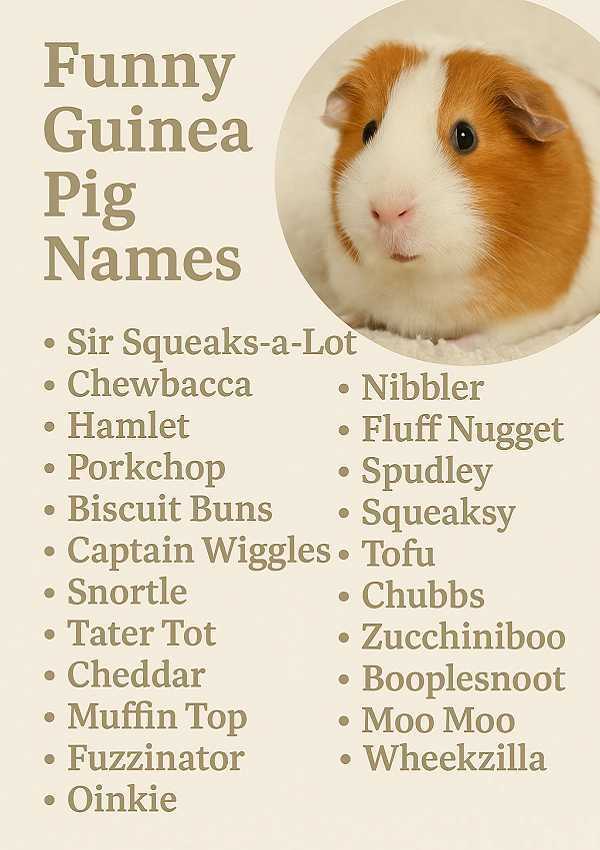 Funny Guinea Pig Names