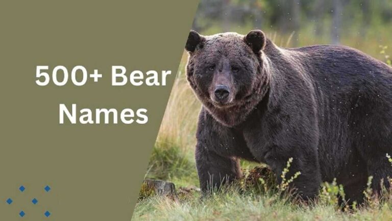 Bear Names