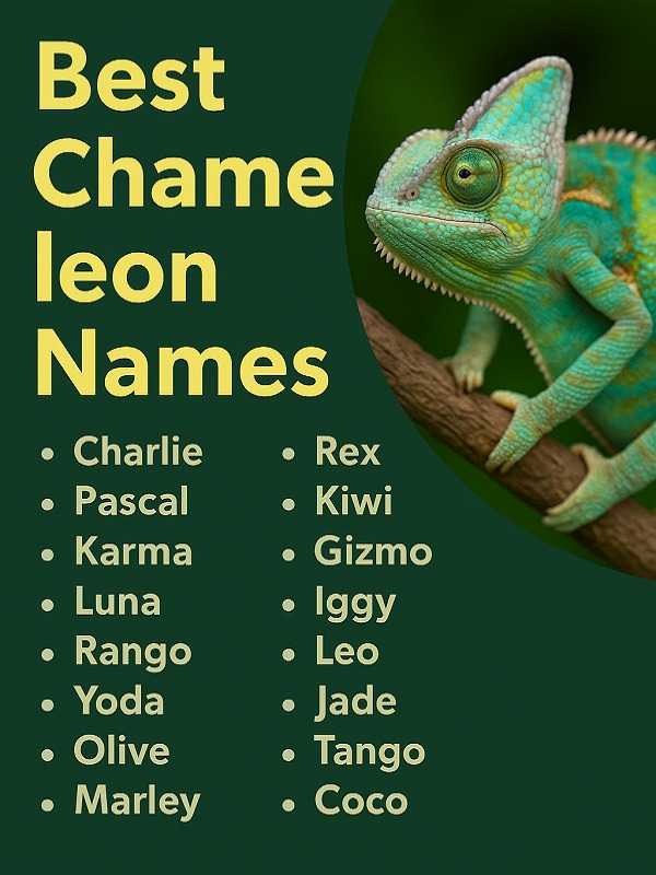 Best Chameleon Names