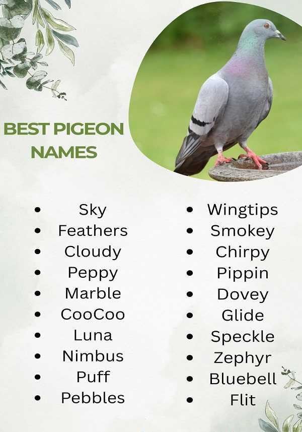 Best Pigeon Names