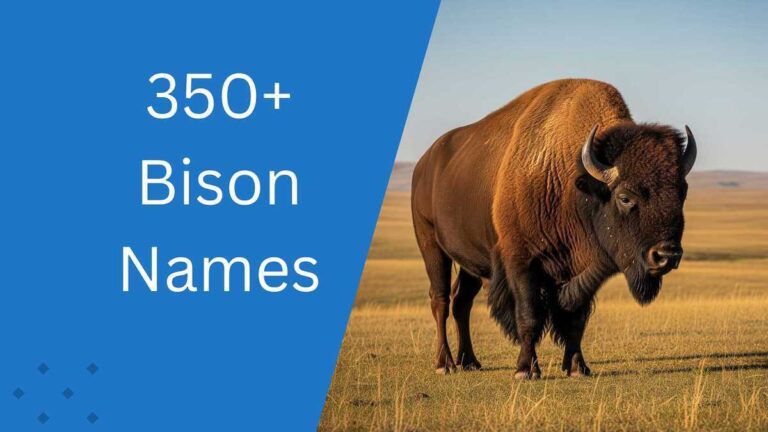 Bison Names