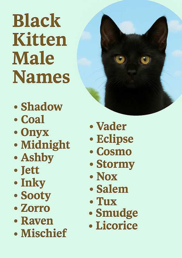 Black Kitten Male Names