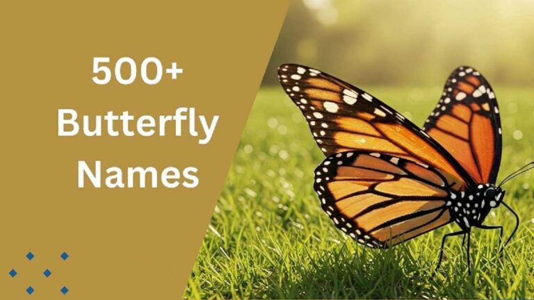 Butterfly Names