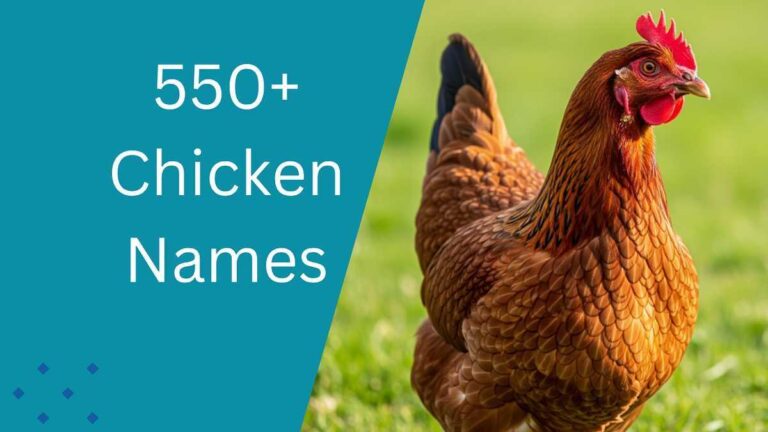 Chicken Names