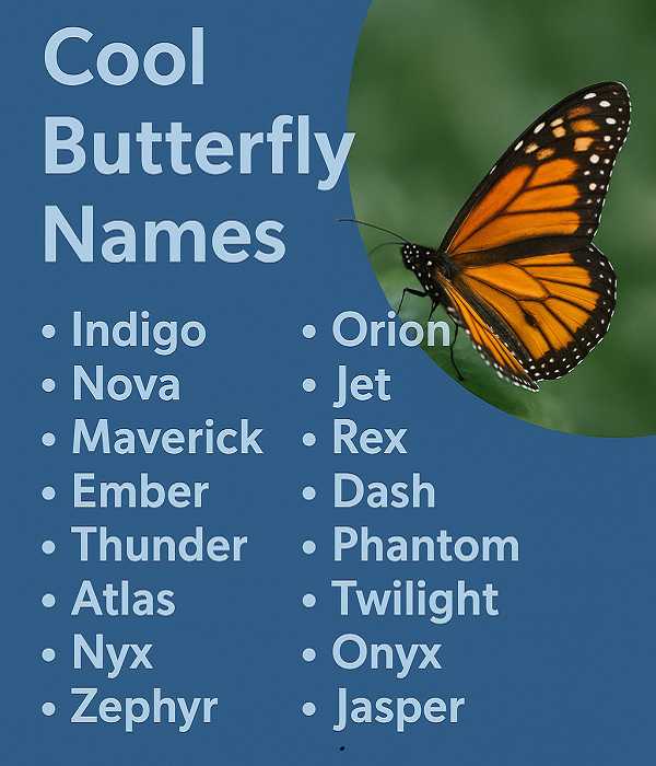 Cool Butterfly Names