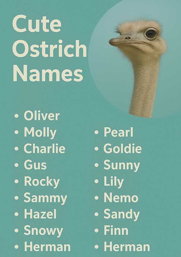 Cute Ostrich Names