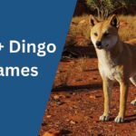 Dingo Names