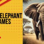 Elephant Names