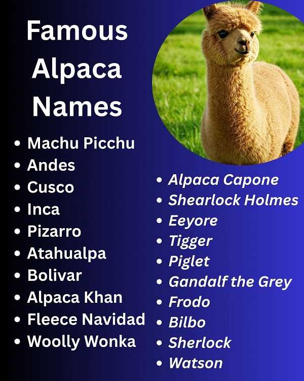 Famous Alpaca Names