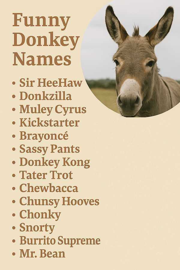 Funny Donkey Names