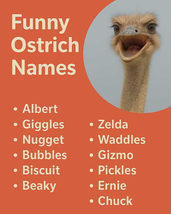 Funny Ostrich Names