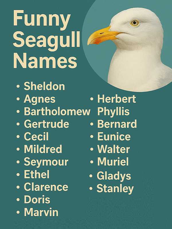 Funny Seagull Names