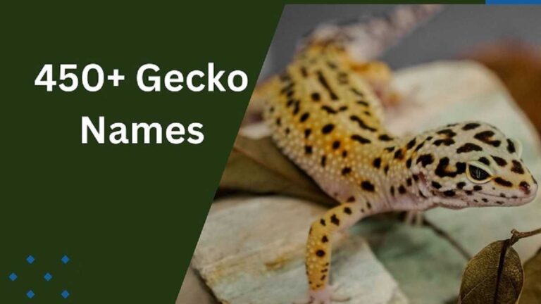Gecko Names