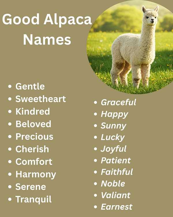 Good Alpaca Names
