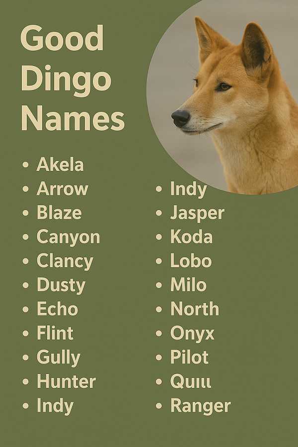 Good Dingo Names