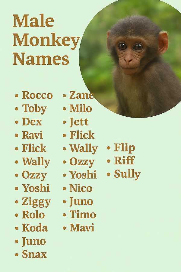 Male Monkey Names