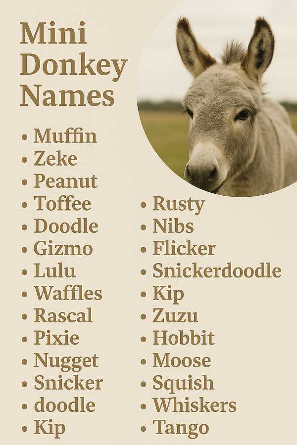 Mini Donkey Names