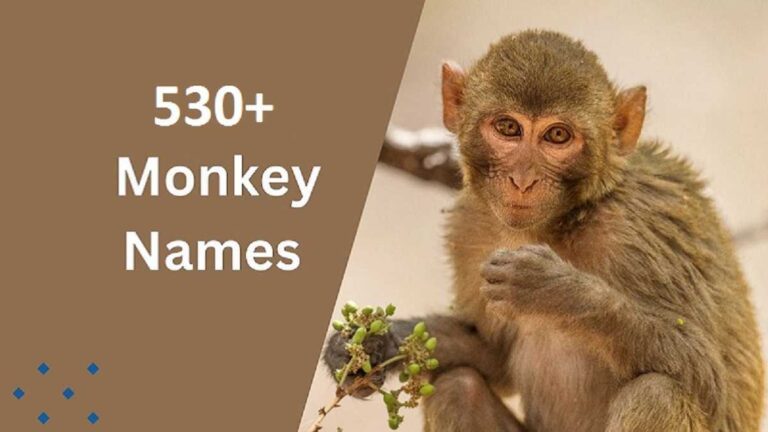 Monkey Names