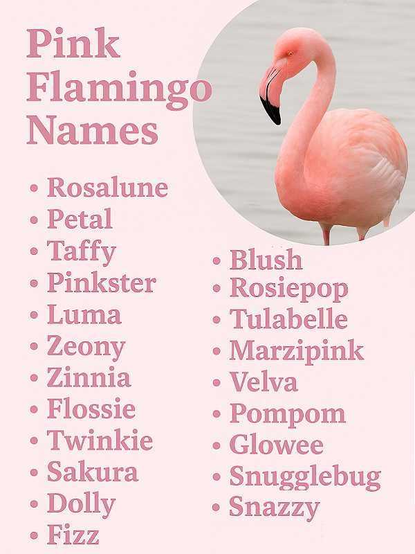 Pink Flamingo Names