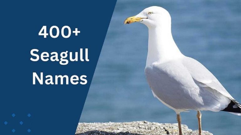 Seagull Names