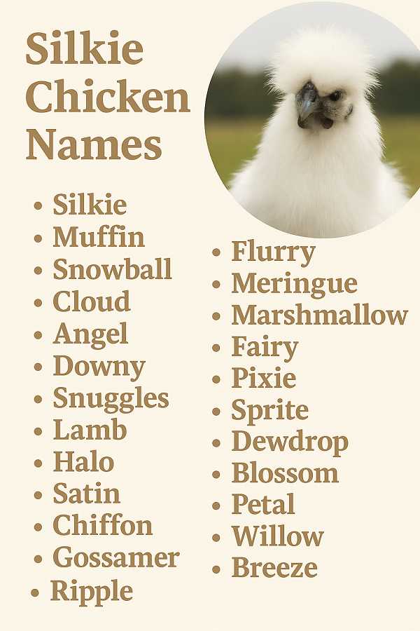 Silkie Chicken Names