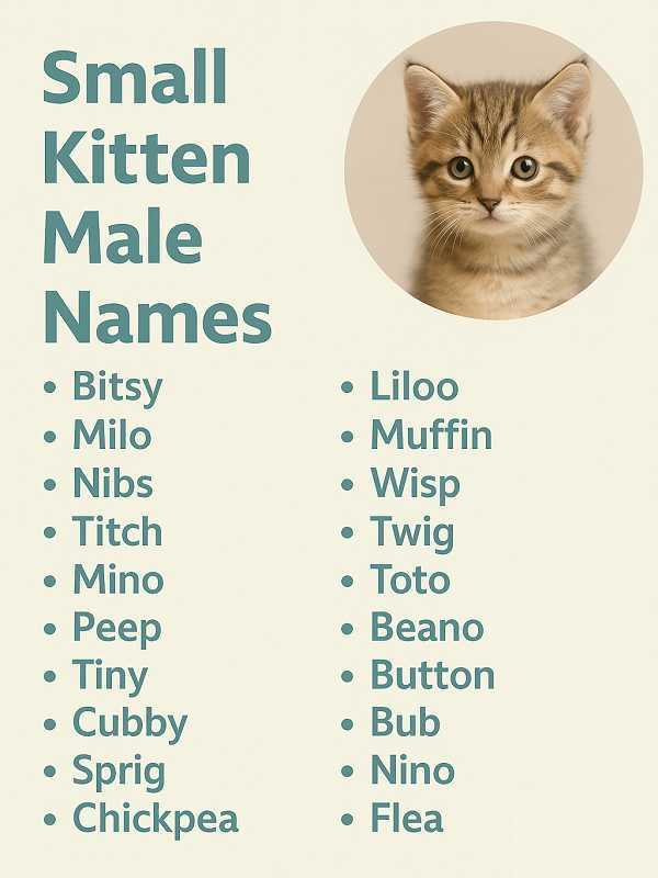 Small Kitten Male Names
