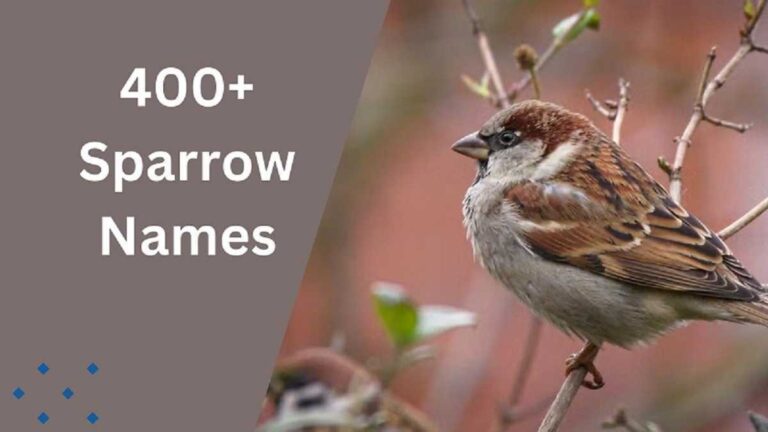 Sparrow Names