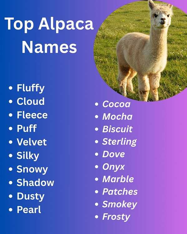 Top Alpaca Names