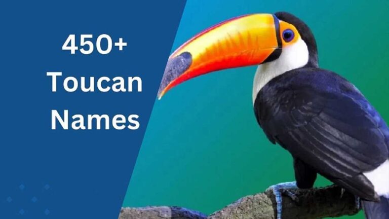 Toucan Names