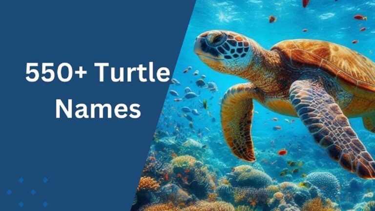 Turtle Names