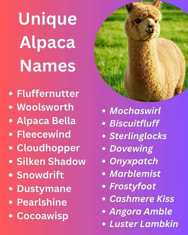 Unique Alpaca Names