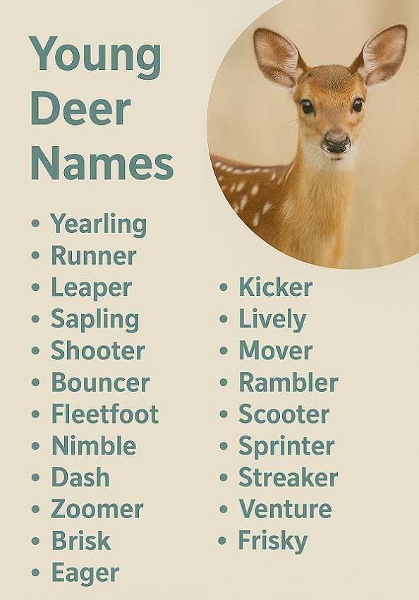 Young Deer Names