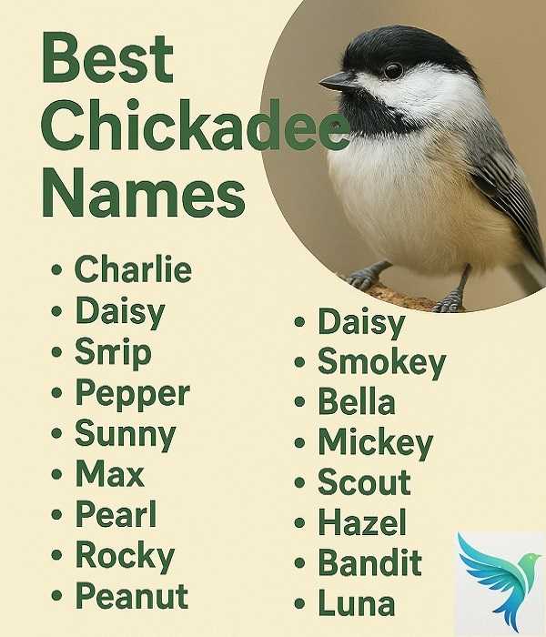 Best Chickadee Names