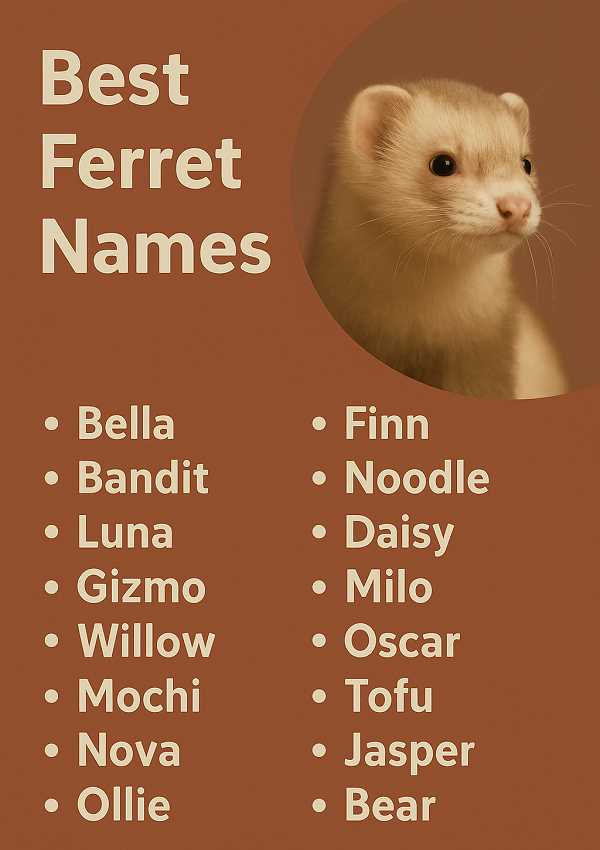 Best Ferret Names