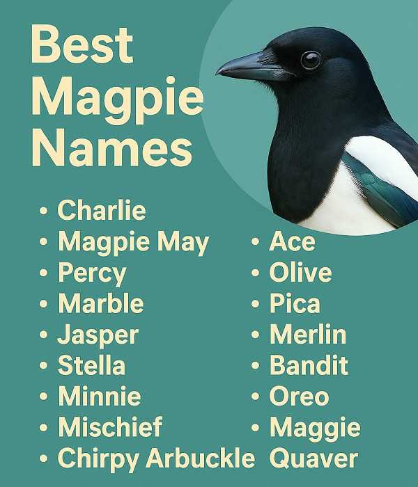 Best Magpie Names