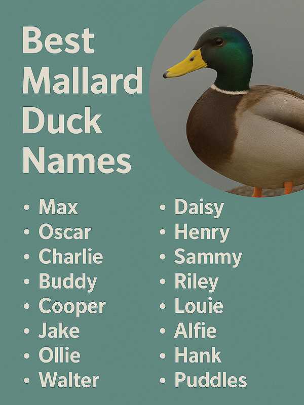 Best Mallard Duck Names