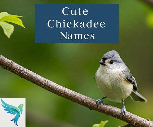 Cute Chickadee Names