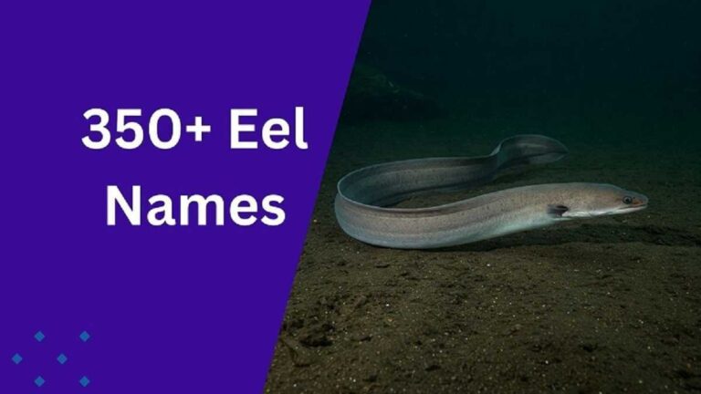 Eel Names