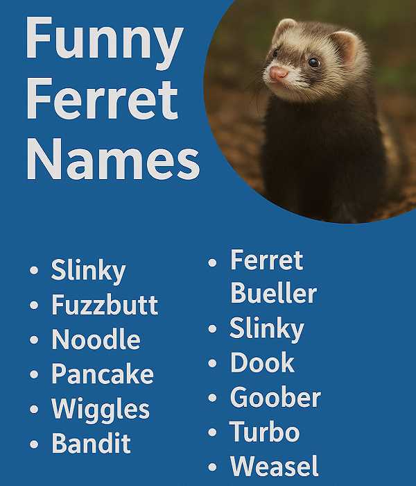 Funny Ferret Names