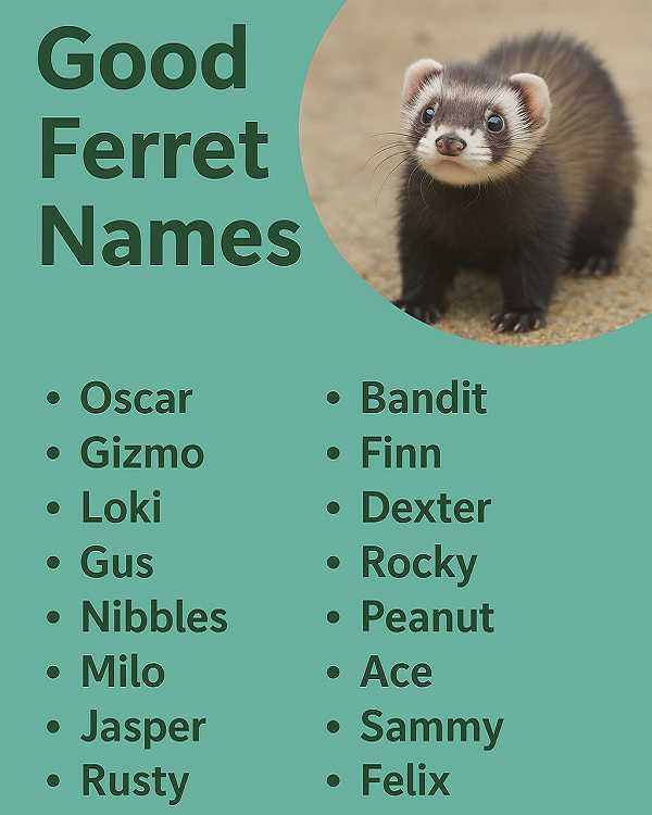 Good Ferret Names