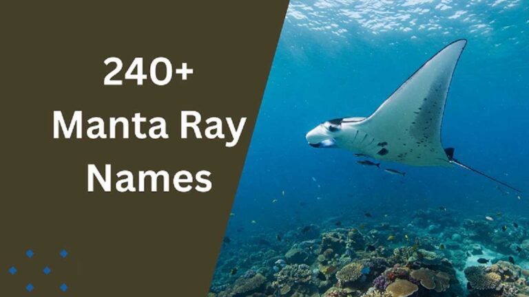 Manta Ray Names