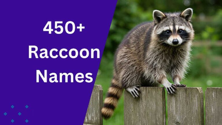 Raccoon Names