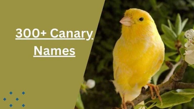 Cute Canary Names