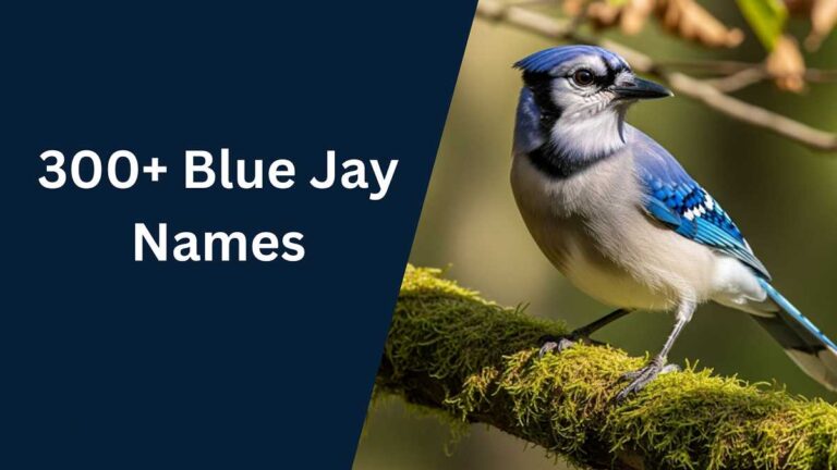 Blue Jay Names