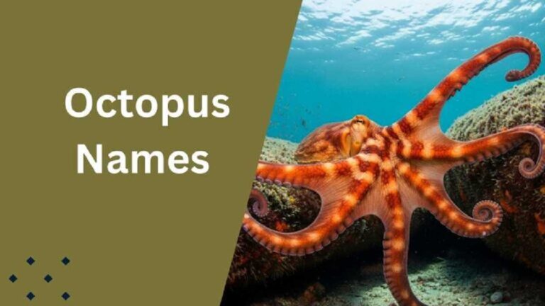 Octopus Names