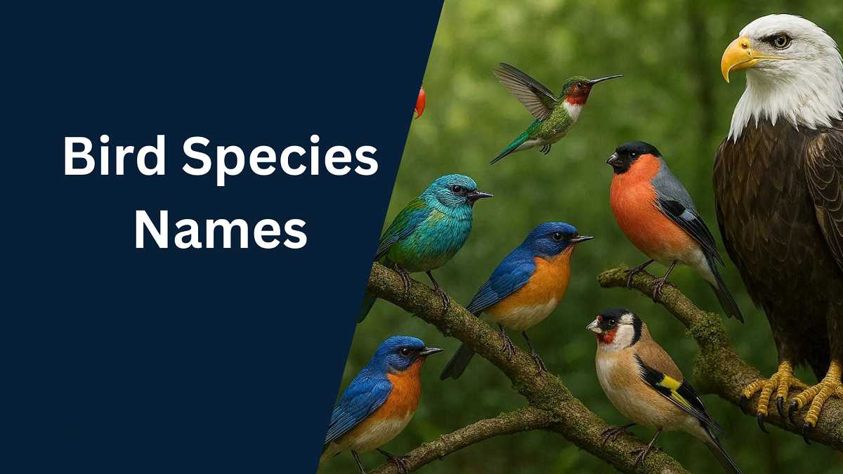 Bird Species Names