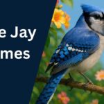 Blue Jay Names
